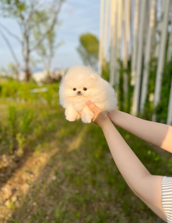 강아지 썸네일